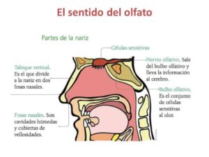 El Esquema del olfato: Cómo funciona y por qué es tan importante 69 el esquema del olfato como funciona y por que es tan importante