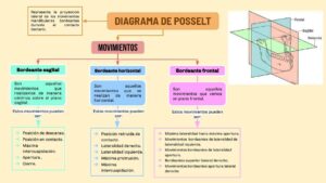 El Esquema Posselt: Una Guía Completa 117 el esquema posselt una guia completa