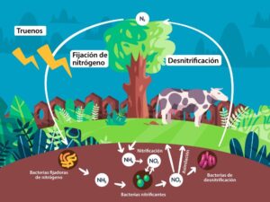 el ciclo del nitrogeno un proceso fundamental para la vida en la tierra