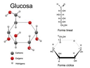 el esquema de la glucosa una mirada detallada a la molecula que impulsa la vida