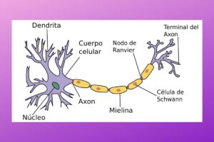 El mundo del Esquema de una neurona 1 el fascinante mundo del esquema de una neurona