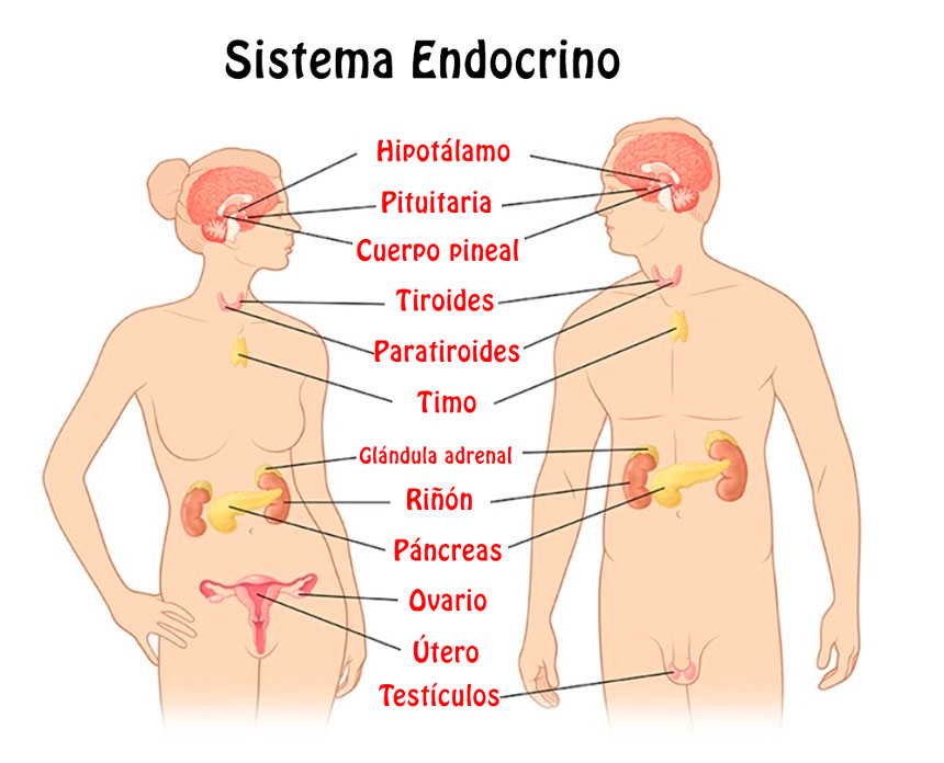 el sistema endocrino un esquema completo sobre su funcionamiento