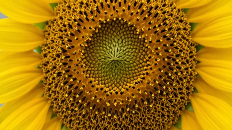 Girasol con polen detallado, luz suave