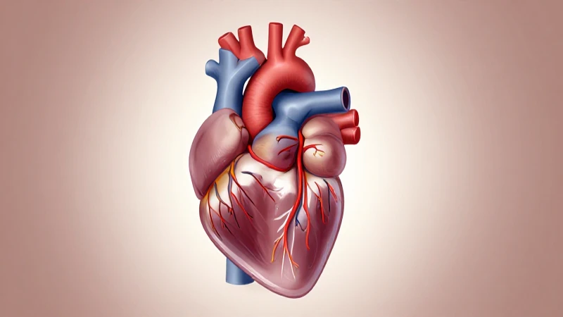 El Esquema del Corazón: Un Análisis Detallado de su Estructura y Funcionamiento 4 Corazón anatómico ilustrado con luz suave