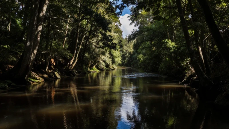 Bosque, río contaminado y luz contrastada