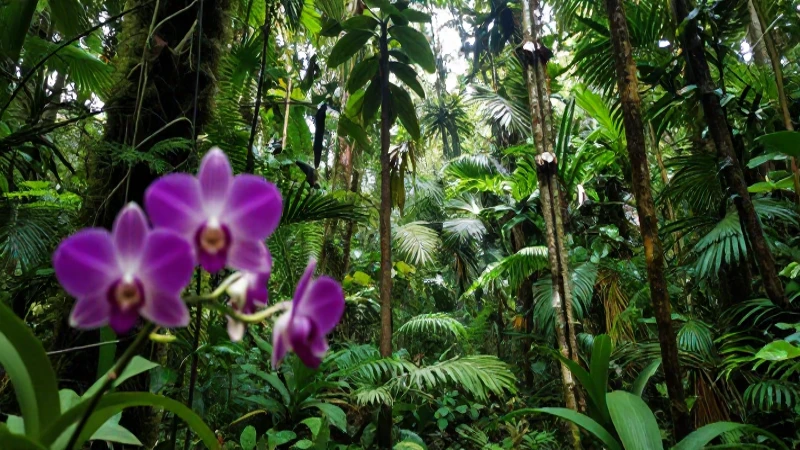 El Esquema de un ecosistema: una visión completa de la interconexión de la vida en nuestro planeta 4 Selva exuberante con orquídeas iluminadas naturalmente