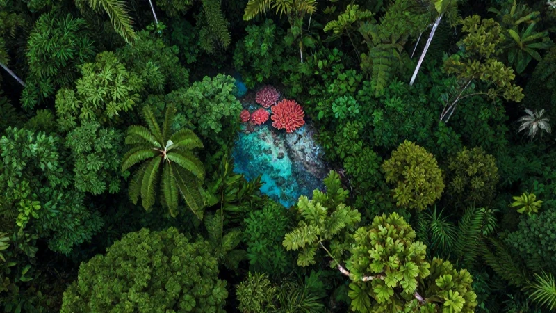 Selva exuberante, arrecife vibrante, visión cinematográfica