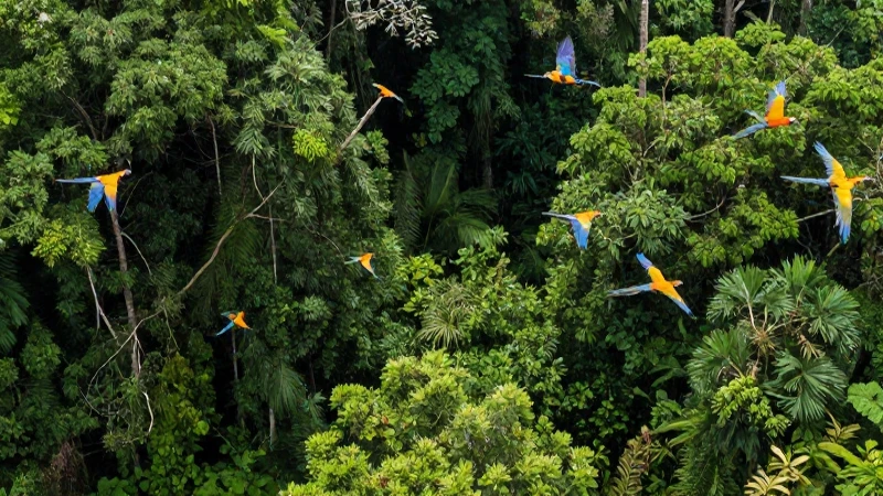 Selva exuberante con aves y luz filtrada