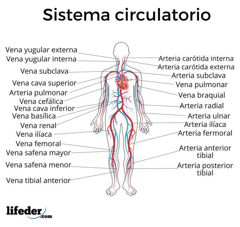 Descubre la MARAVILLA del Sistema Circulatorio: Naturaleza en Acción