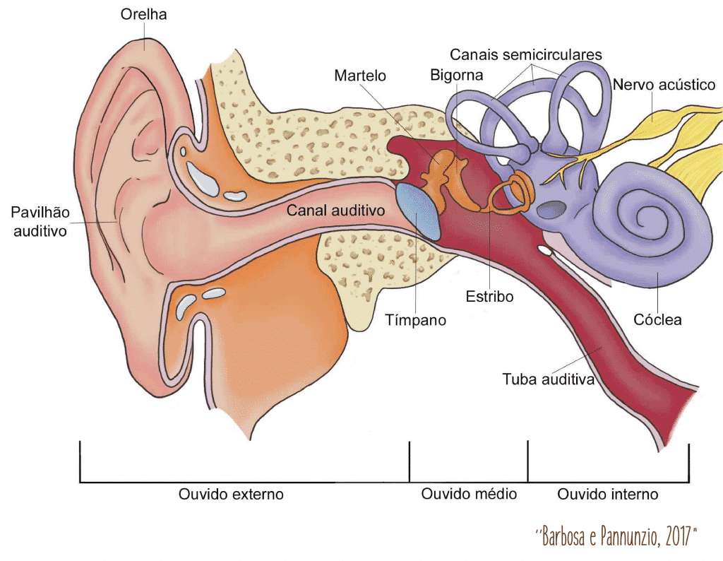 el increible esquema del sistema auditivo como funciona y por que es tan importante