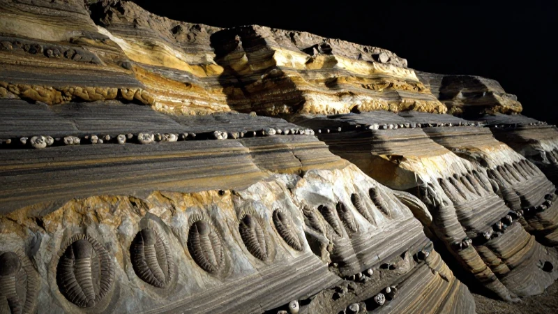 Cuáles son las eras geológicas y sus períodos esenciales 3 Trilobites fósiles en capas rocosas iluminadas