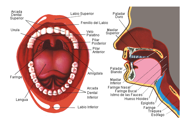 esquema boca todo lo que necesitas saber sobre la estructura oral