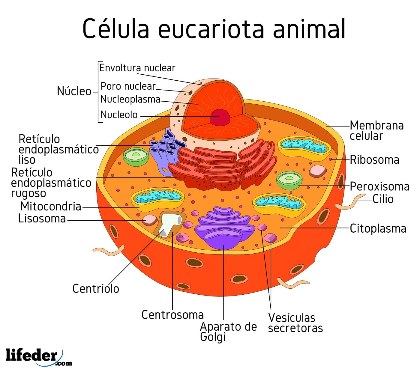 Esquema De La C lula Animal DETALLES IMPERDIBLES