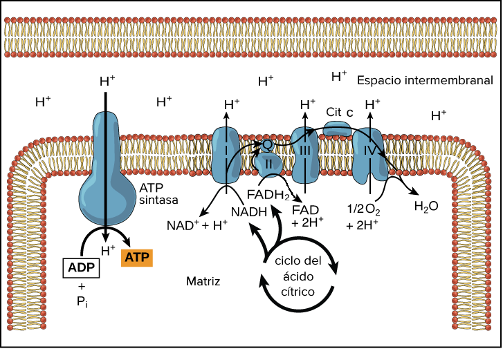 esquema de la fosforilacion oxidativa el proceso energetico primordial en las celulas