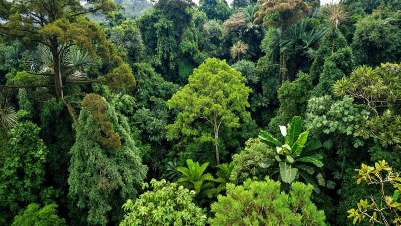 Selva exuberante bajo luz natural realista
