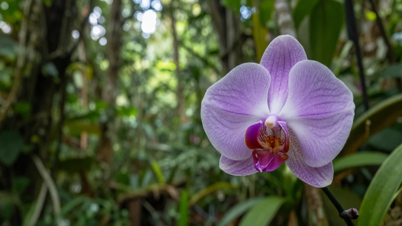 Orquídea vibrante bajo la selva exuberante