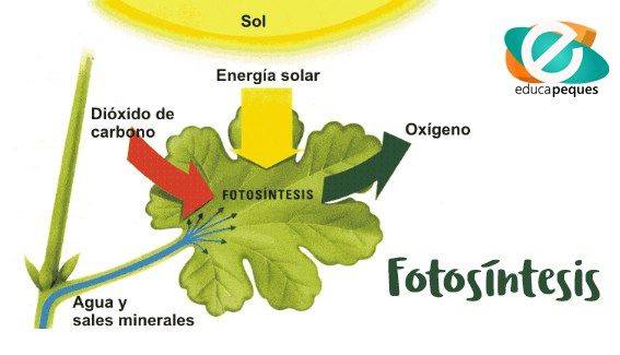 Mapa conceptual de la fotosíntesis: ¡Guía visual y sencilla!