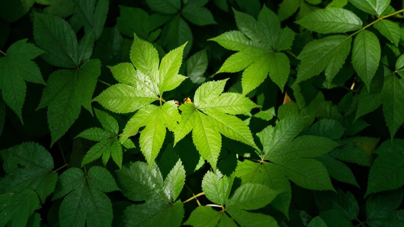 Bosque verde vibrante con luz suave