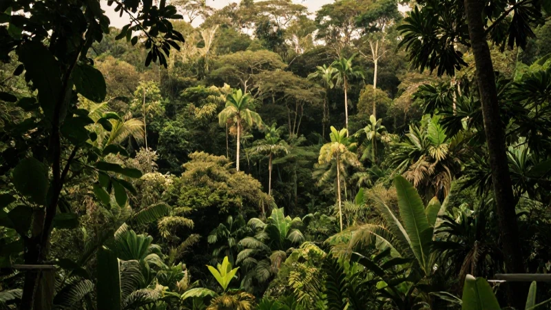 Cómo hacer un mapa conceptual de la selva en Canaima 5 Selva exuberante con cálida luz cinematográfica