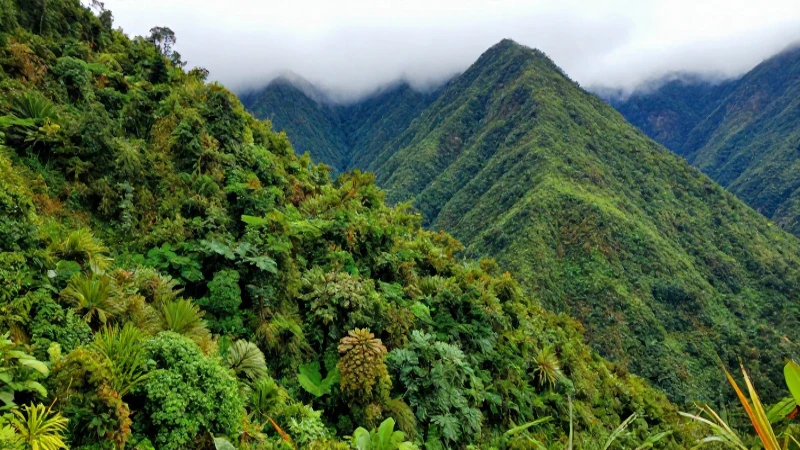 Cómo se distribuyen las regiones naturales en Colombia 9 Bosque andino exuberante, neblinoso y colorido