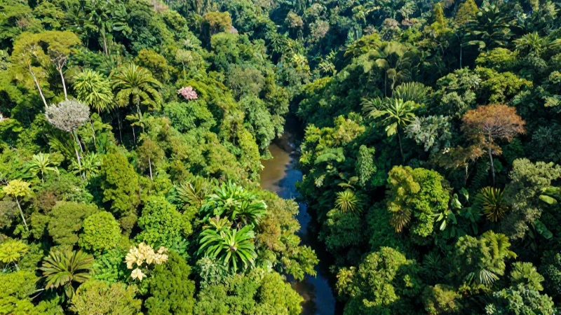 Cómo se distribuyen las regiones naturales en Colombia 5 Selva exuberante vista desde arriba, colorida