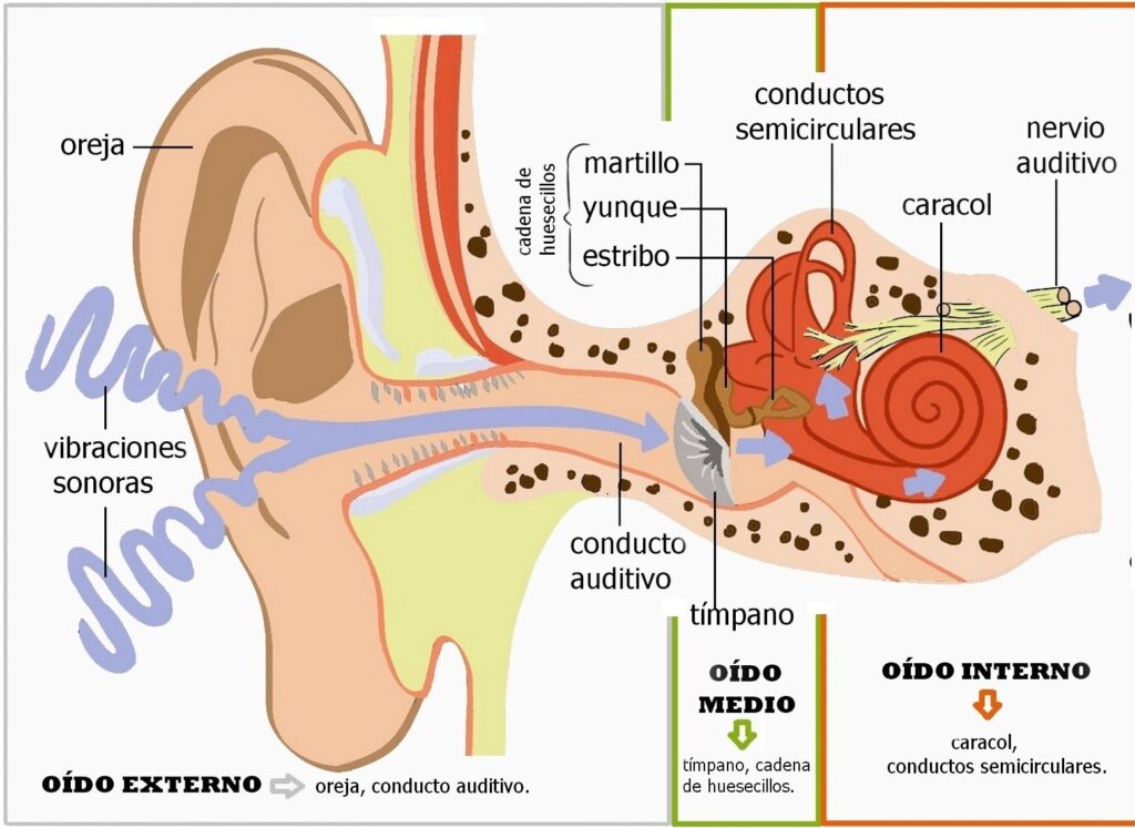 mapa conceptual del oido entendiendo el sentido del oido