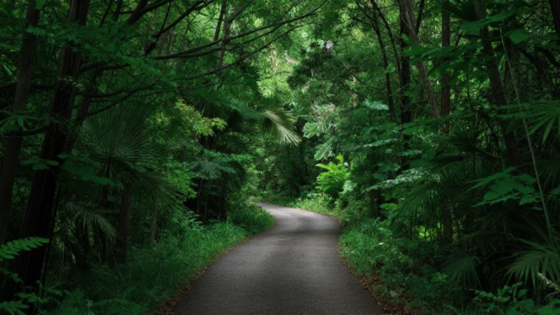Cómo crear un mapa conceptual sobre el medio ambiente 3 Bosque frondoso, sendero serpenteante, luz suave