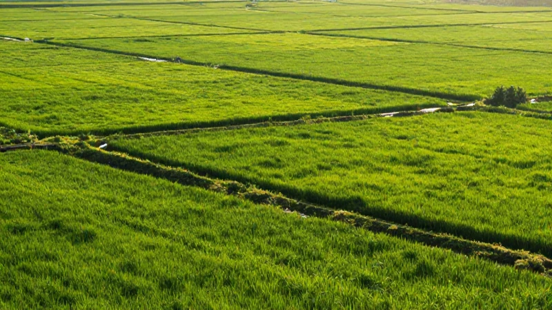 Campos verdes escalonados brillan al atardecer