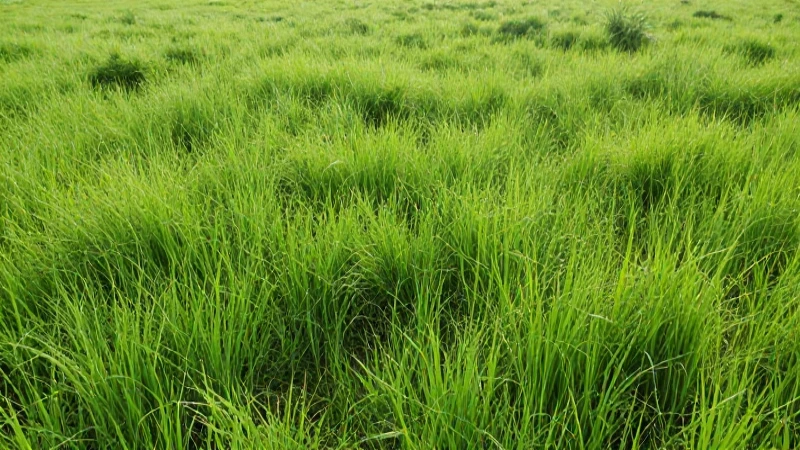 Cómo funciona la cadena alimentaria y cuáles son sus niveles 7 Pradera verde bajo luz solar natural