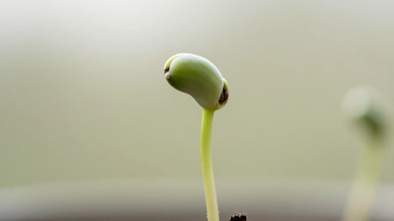 Germinación de semillas con luz natural suave