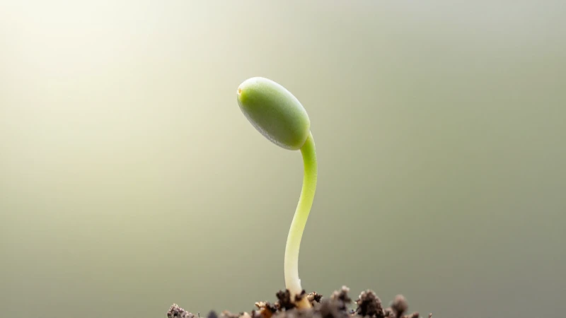 Germinación captada con luz suave y detalle