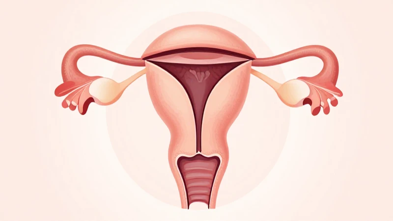 Mapa mental del aparato reproductor femenino 6 Ilustración científica del sistema reproductor femenino