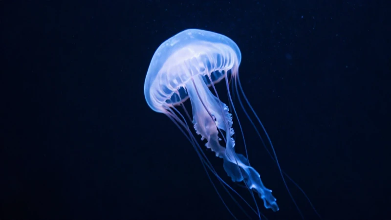 El mundo del Esquema medusa 4 Medusa translúcida, iluminación volumétrica abismal