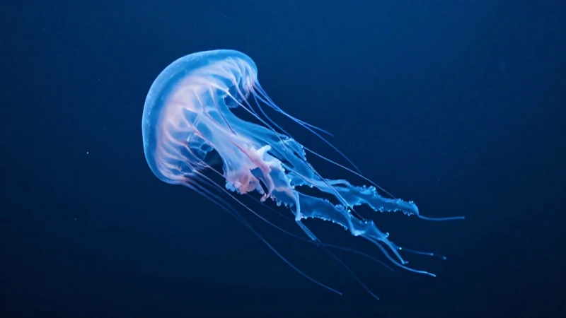 El mundo del Esquema medusa 6 Medusas brillan intensamente en el océano profundo
