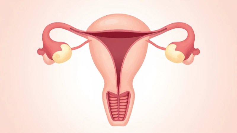 Sistema reproductor femenino simplificado con luz suave