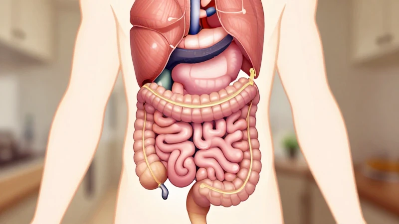 Buscas un mapa conceptual y guía del sistema digestivo 8 Ilustración anatómica del sistema digestivo humano