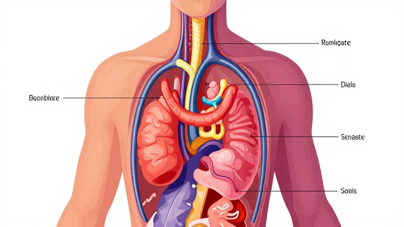 Diagrama endocrino colorido con silueta humana